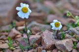 Anthemis iberica