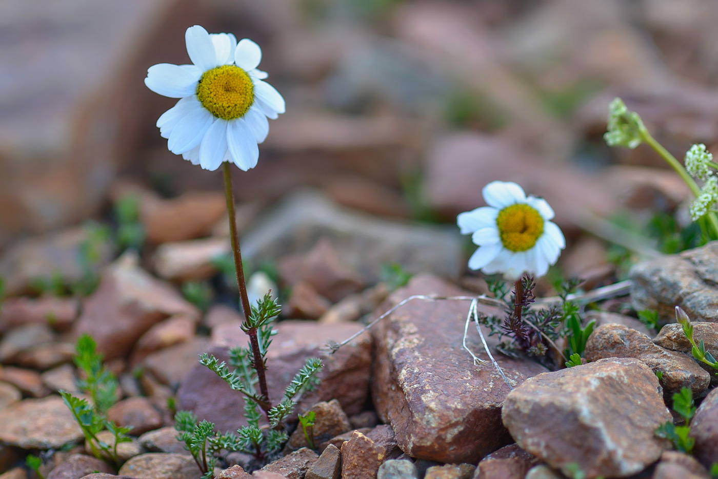 Изображение особи Anthemis iberica.