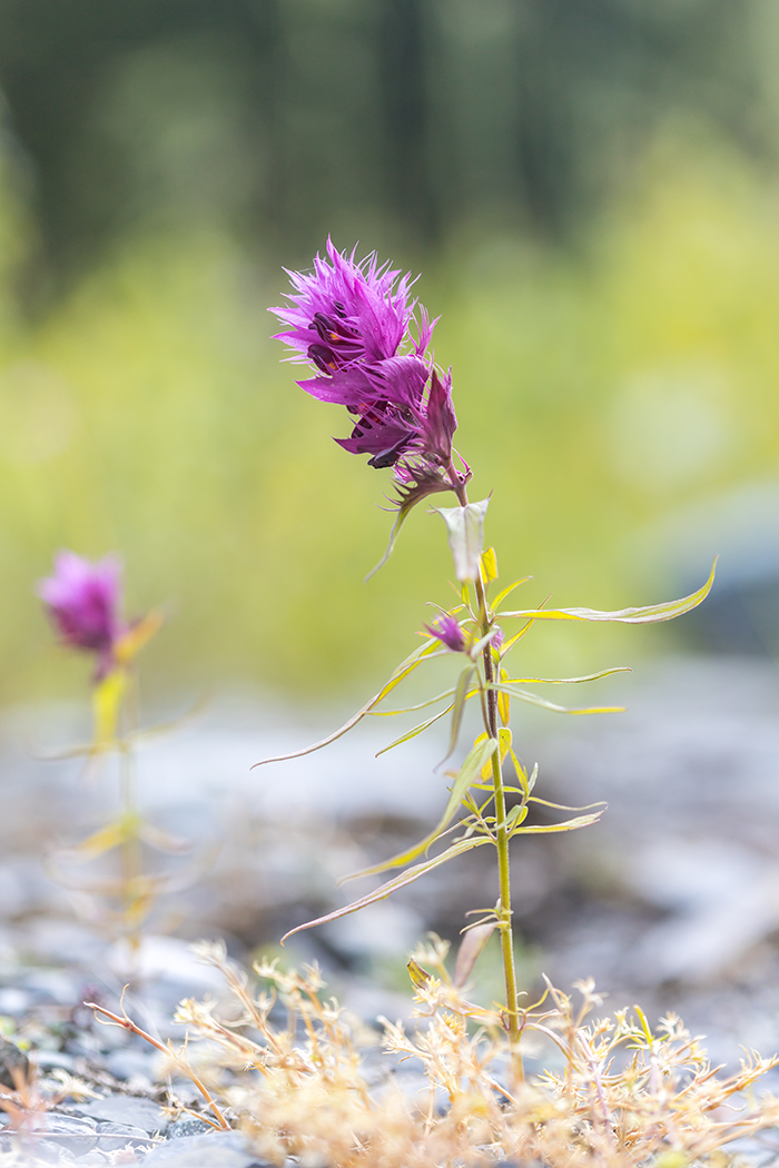 Image of Melampyrum arvense specimen.