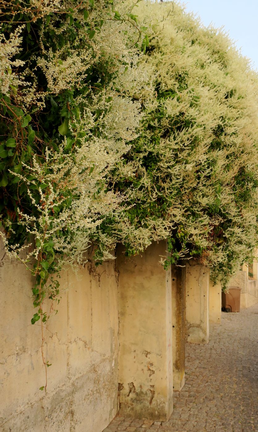 Image of Fallopia aubertii specimen.