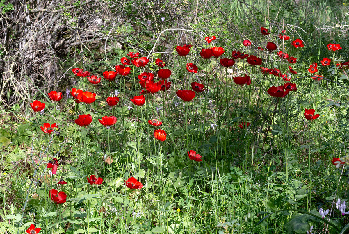 Изображение особи Ranunculus asiaticus.