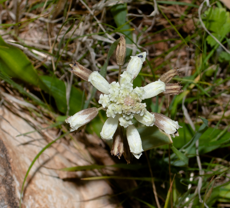 Image of Bellevalia flexuosa specimen.