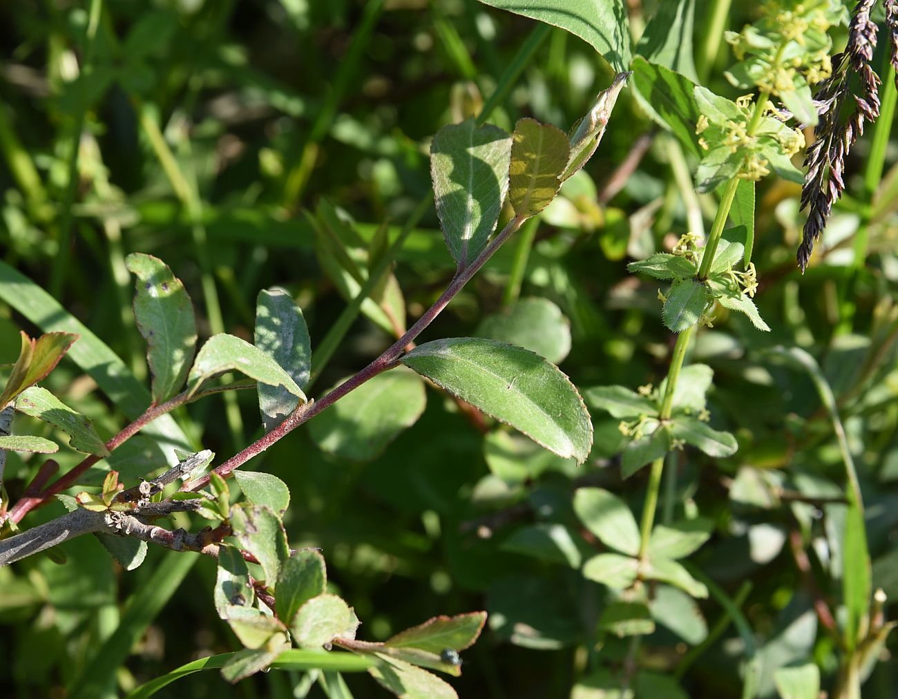 Image of genus Salix specimen.