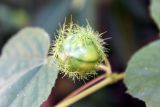 Passiflora foetida