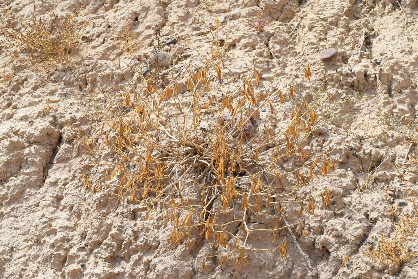 Image of Zygophyllum miniatum specimen.