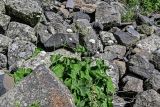 Valeriana alliariifolia