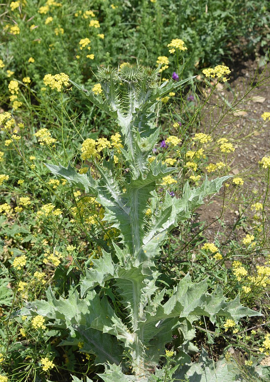 Image of Onopordum acanthium specimen.