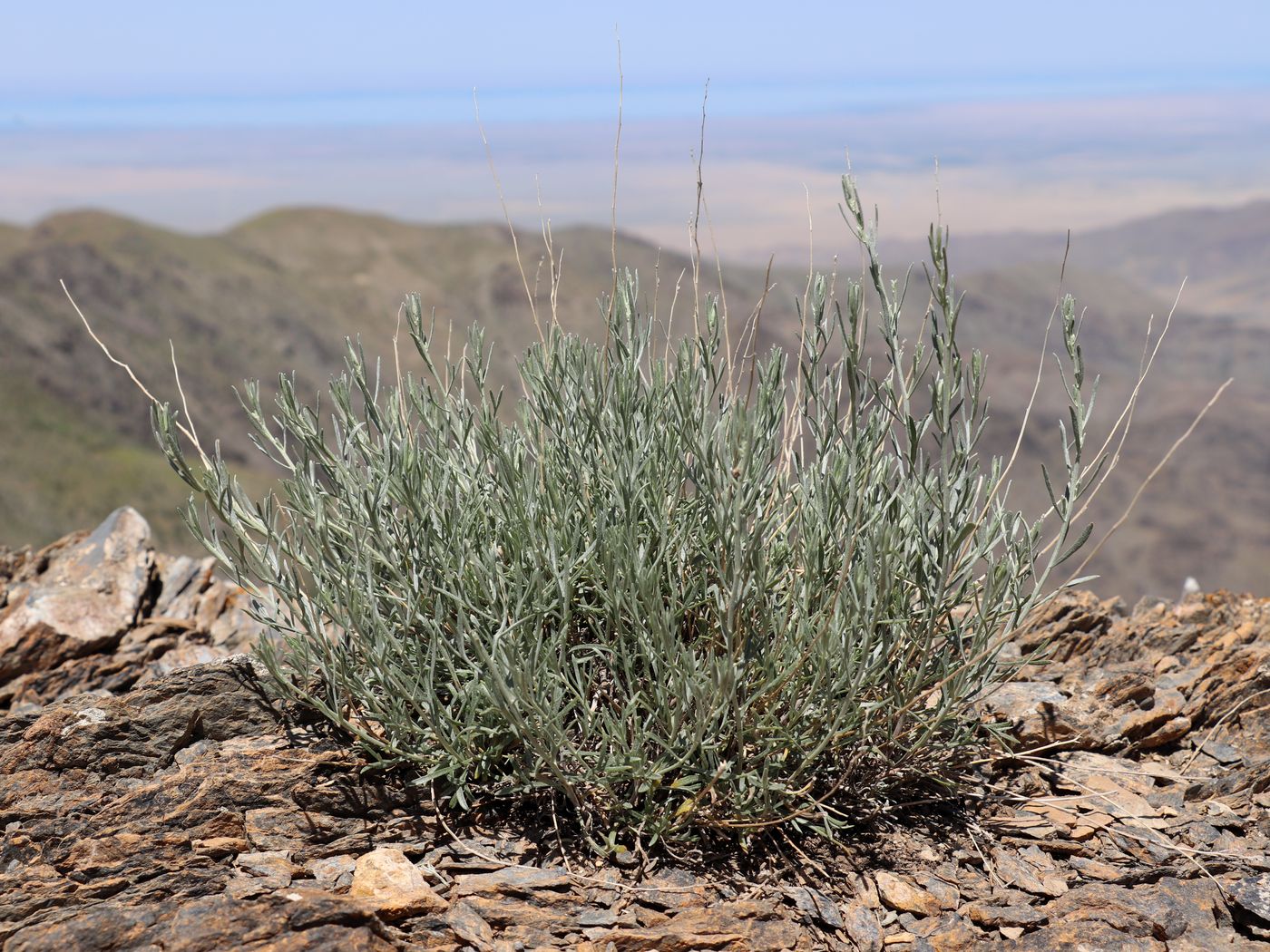 Изображение особи Artemisia juncea.