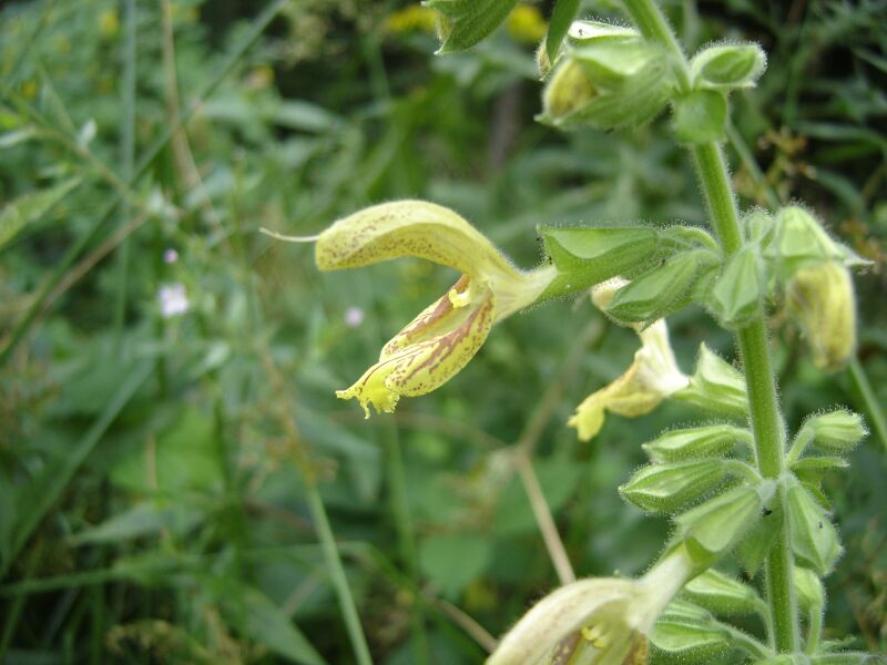 Изображение особи Salvia glutinosa.