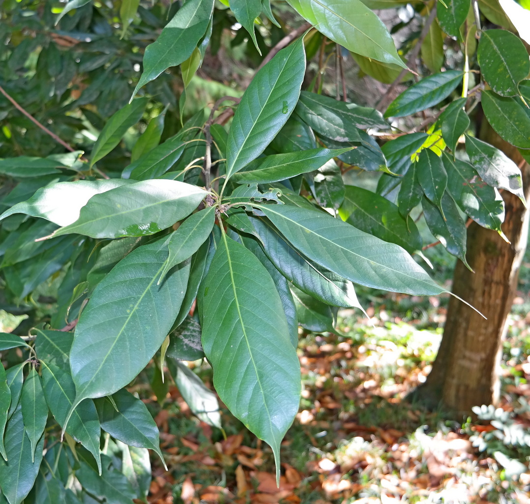 Изображение особи Quercus acuta.