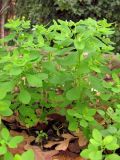 Смотреть изображение Euphorbia peplus