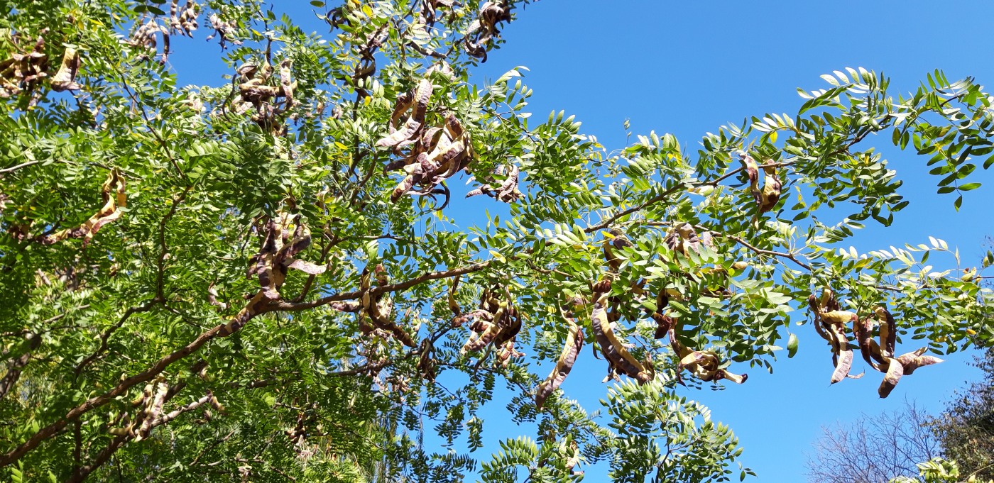 Изображение особи Gleditsia japonica.