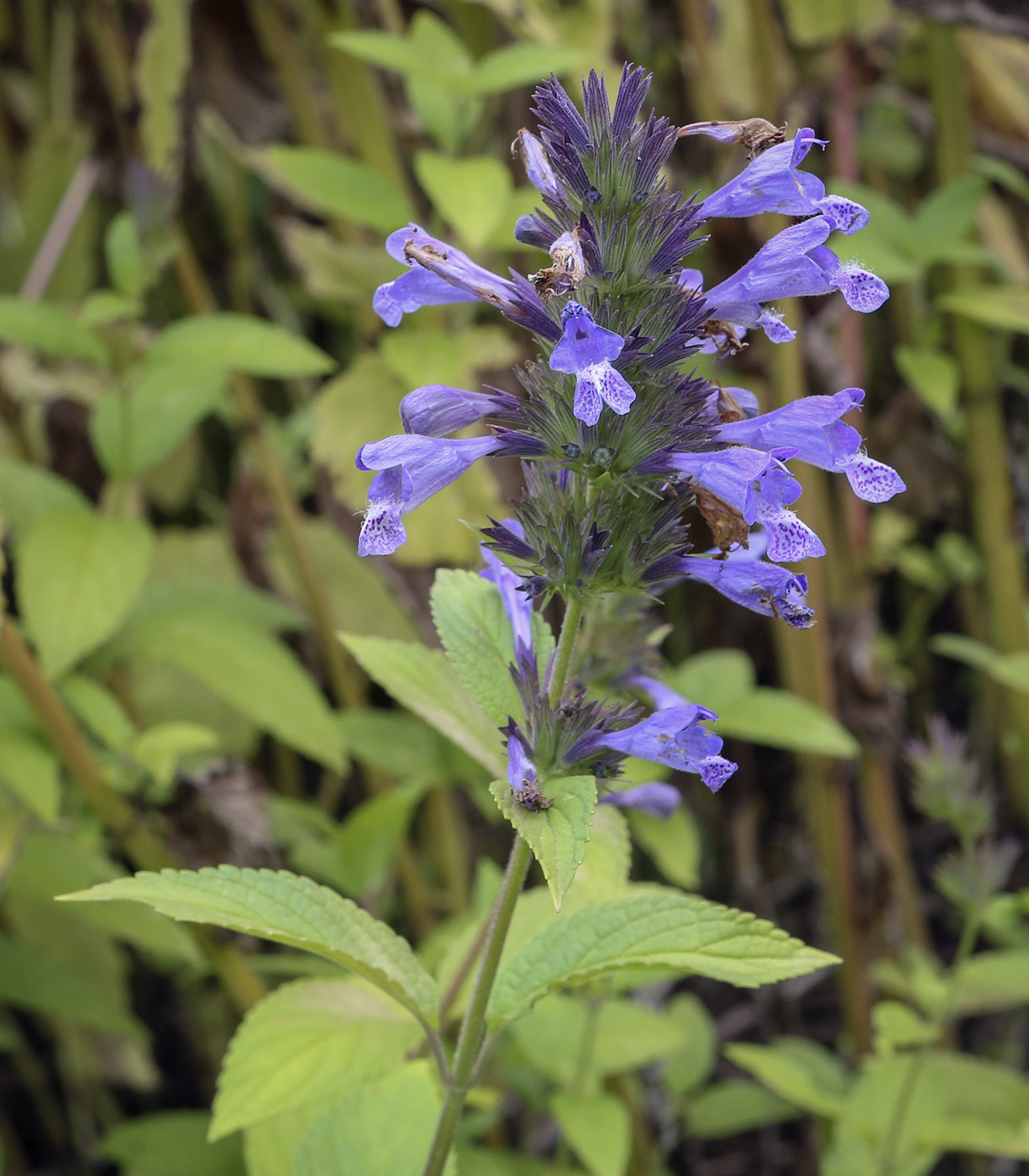 Изображение особи Nepeta grandiflora.