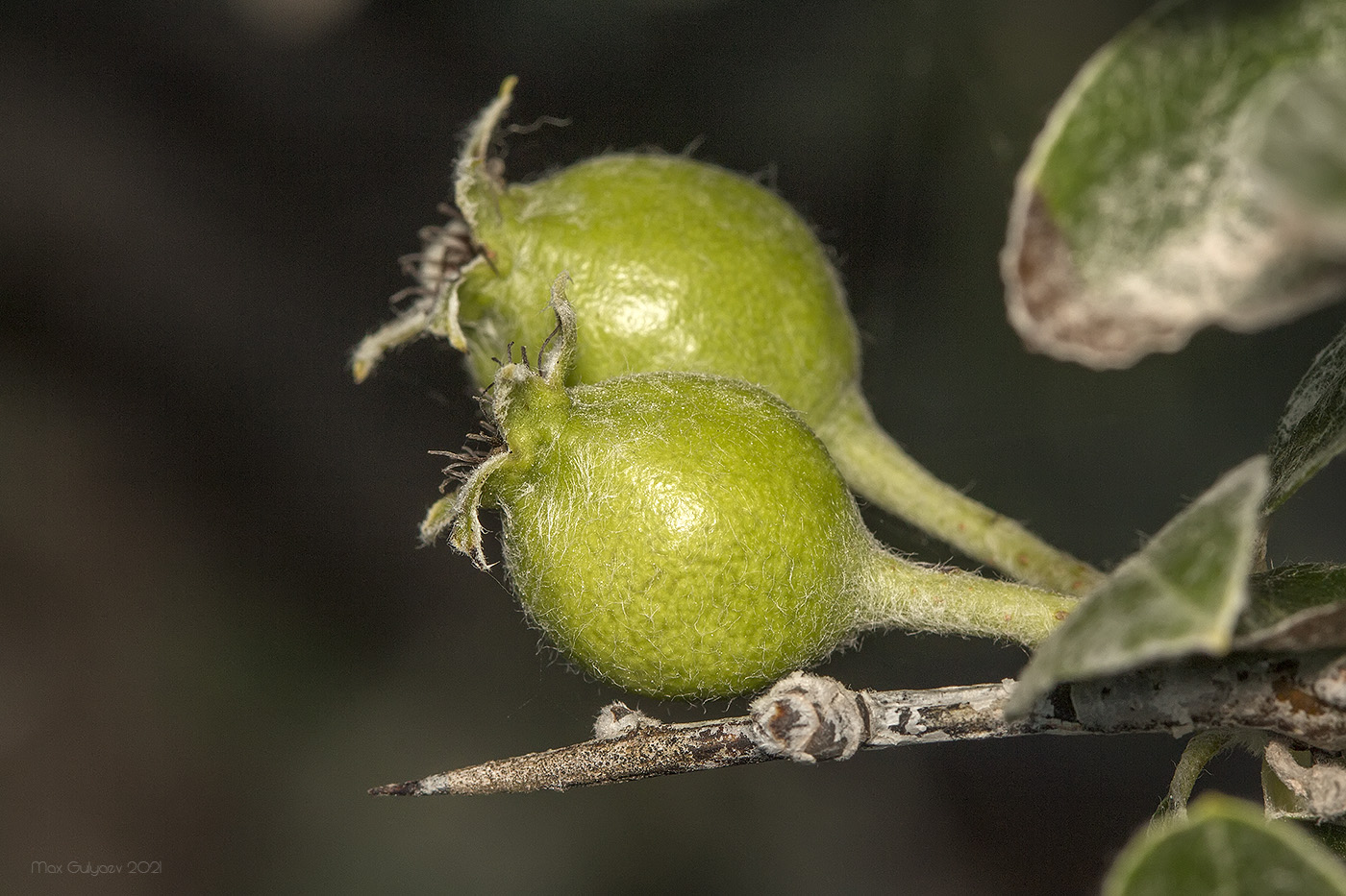 Изображение особи Pyrus elaeagrifolia.