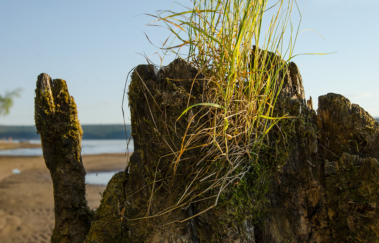 Image of genus Poa specimen.