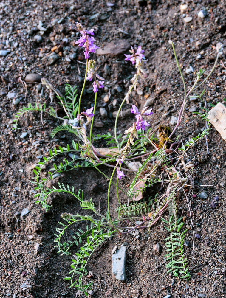 Image of Oxytropis teres specimen.