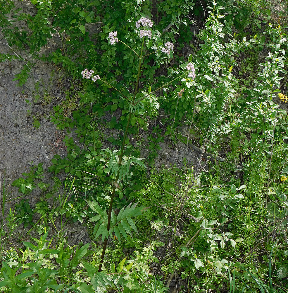 Изображение особи Valeriana rossica.