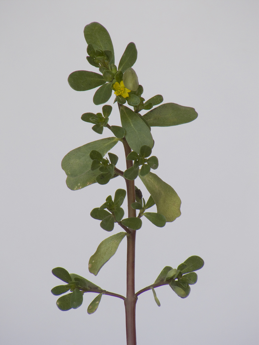 Image of Portulaca oleracea specimen.