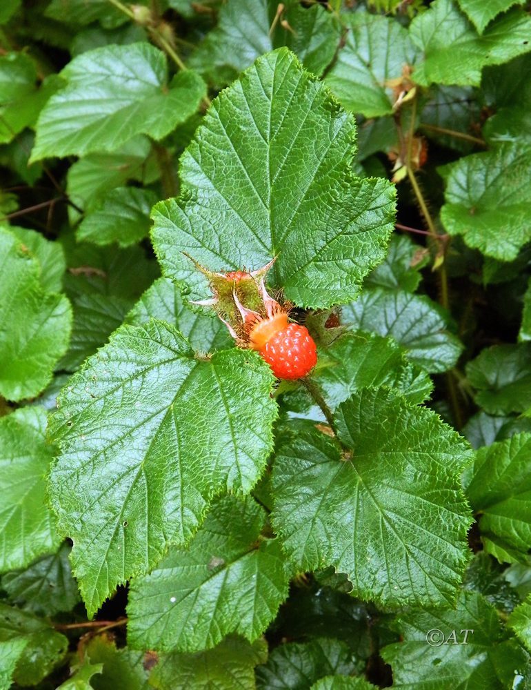 Image of Rubus tricolor specimen.