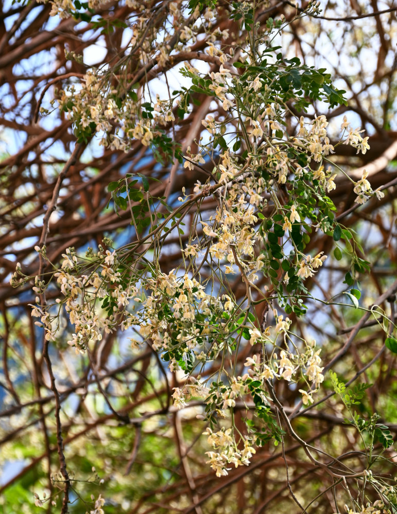 Изображение особи Moringa oleifera.