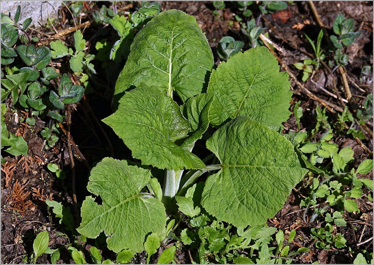 Изображение особи Telekia speciosa.