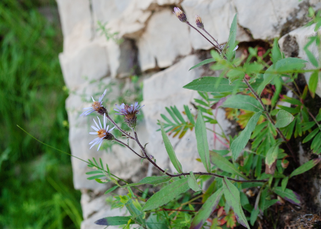 Изображение особи Aster sibiricus.