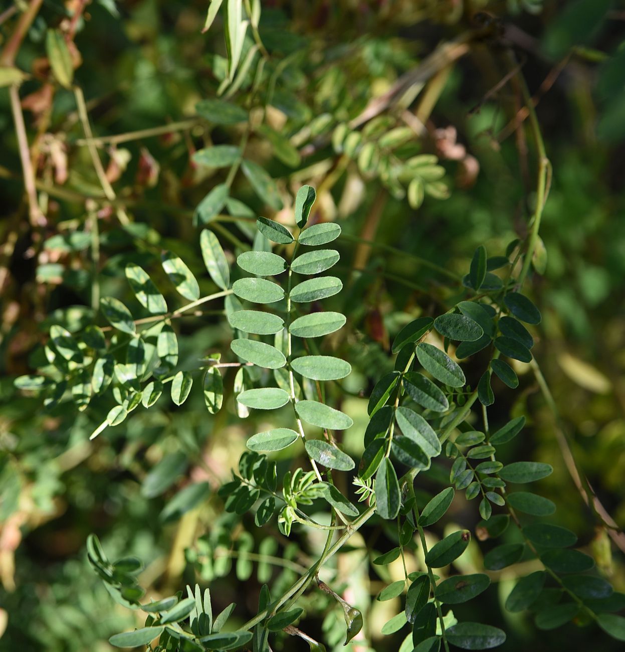 Image of Astragalus galegiformis specimen.
