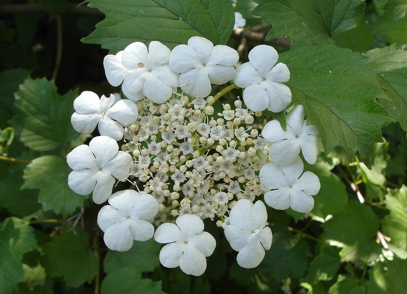 Image of Viburnum opulus specimen.