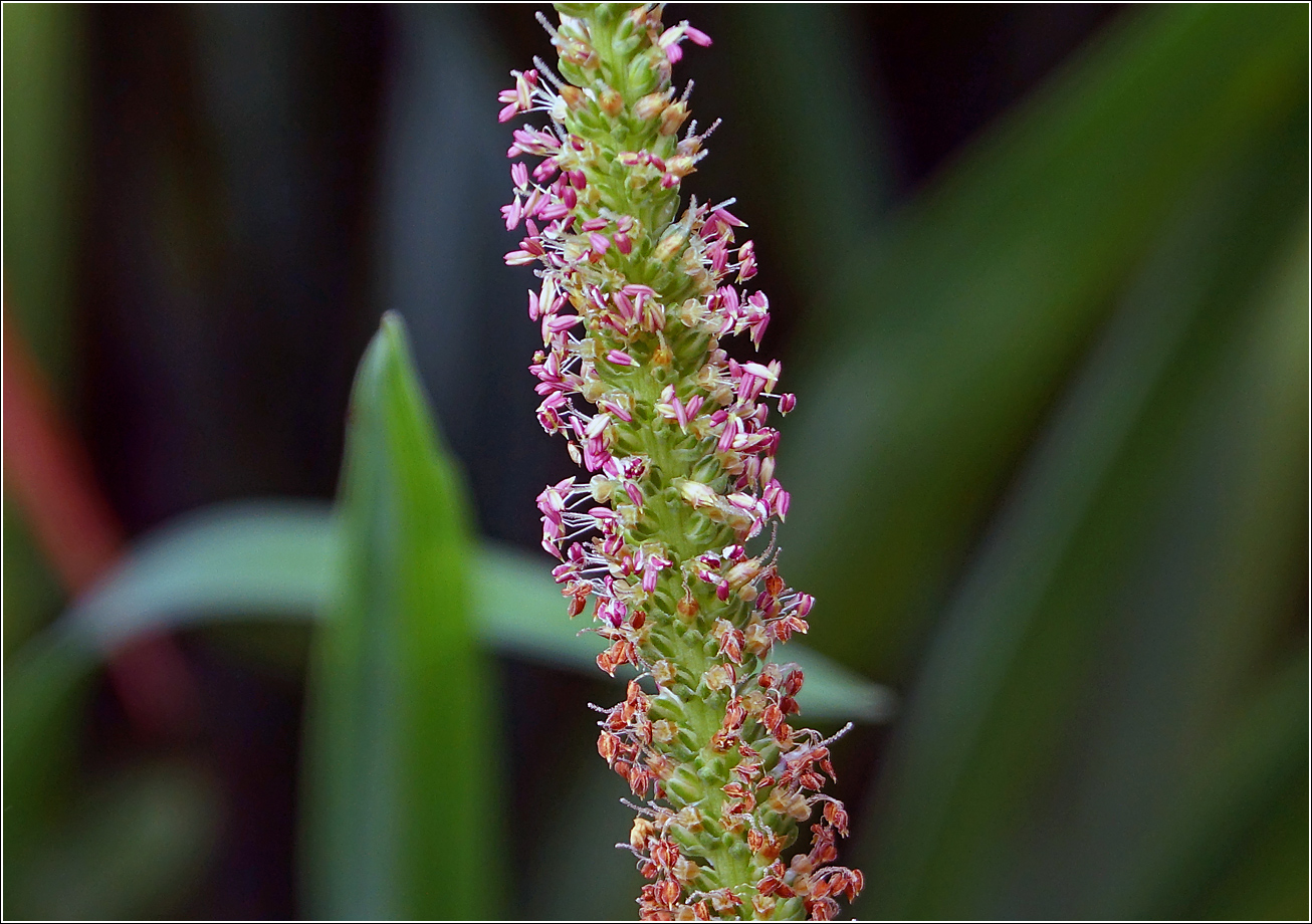 Image of Plantago major specimen.