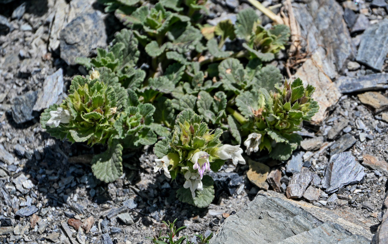 Image of Dracocephalum heterophyllum specimen.