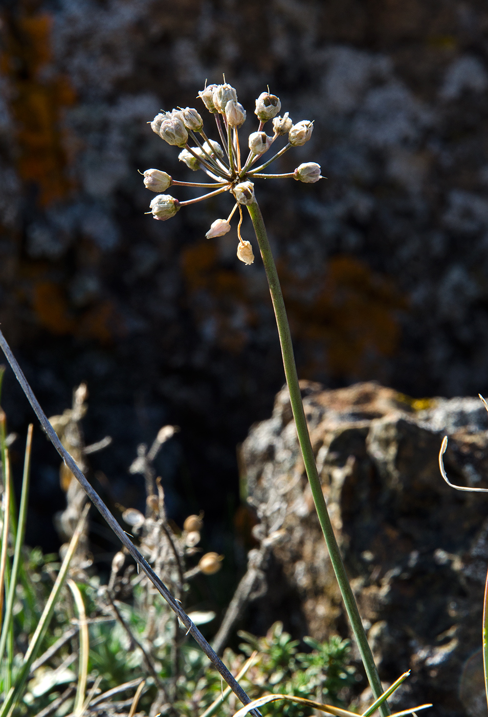 Image of genus Allium specimen.