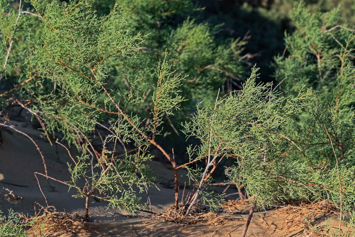 Image of genus Tamarix specimen.