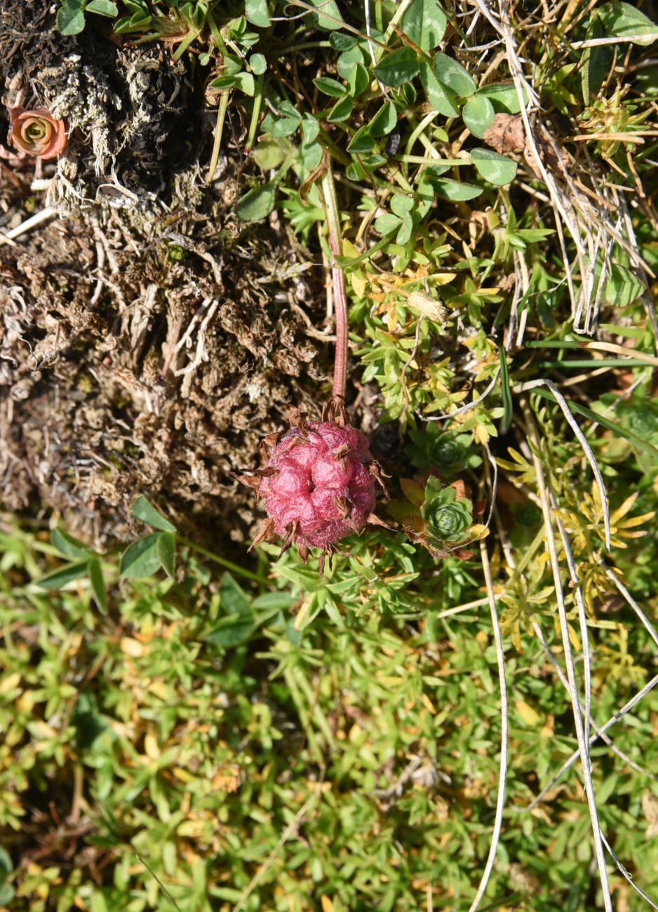 Image of Trifolium raddeanum specimen.