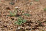 Erophila verna