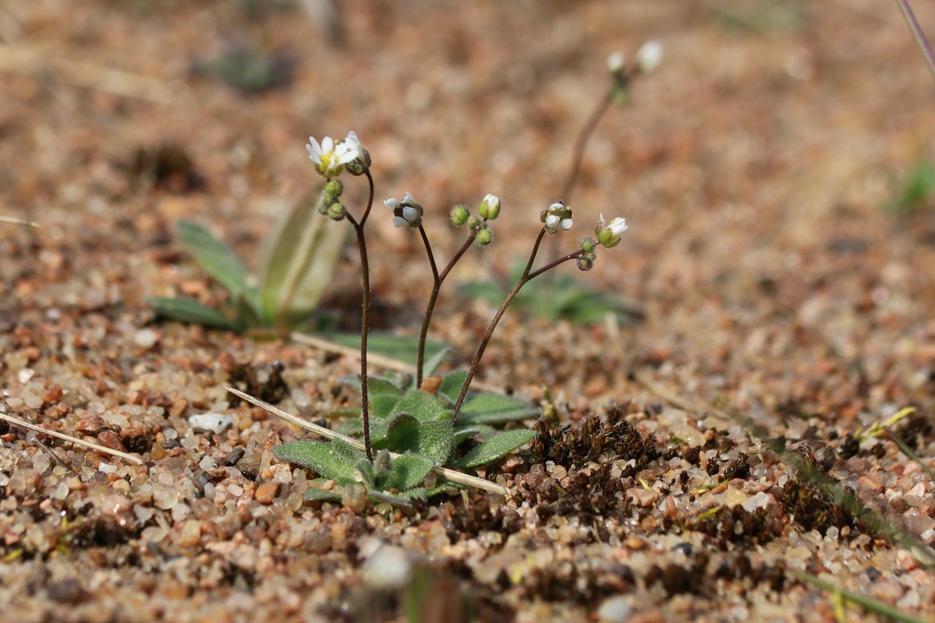 Изображение особи Erophila verna.