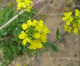 Erysimum hieraciifolium