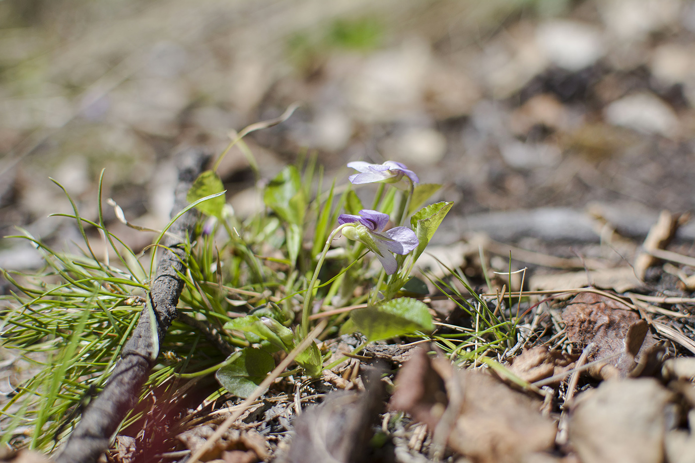 Изображение особи Viola sacchalinensis.