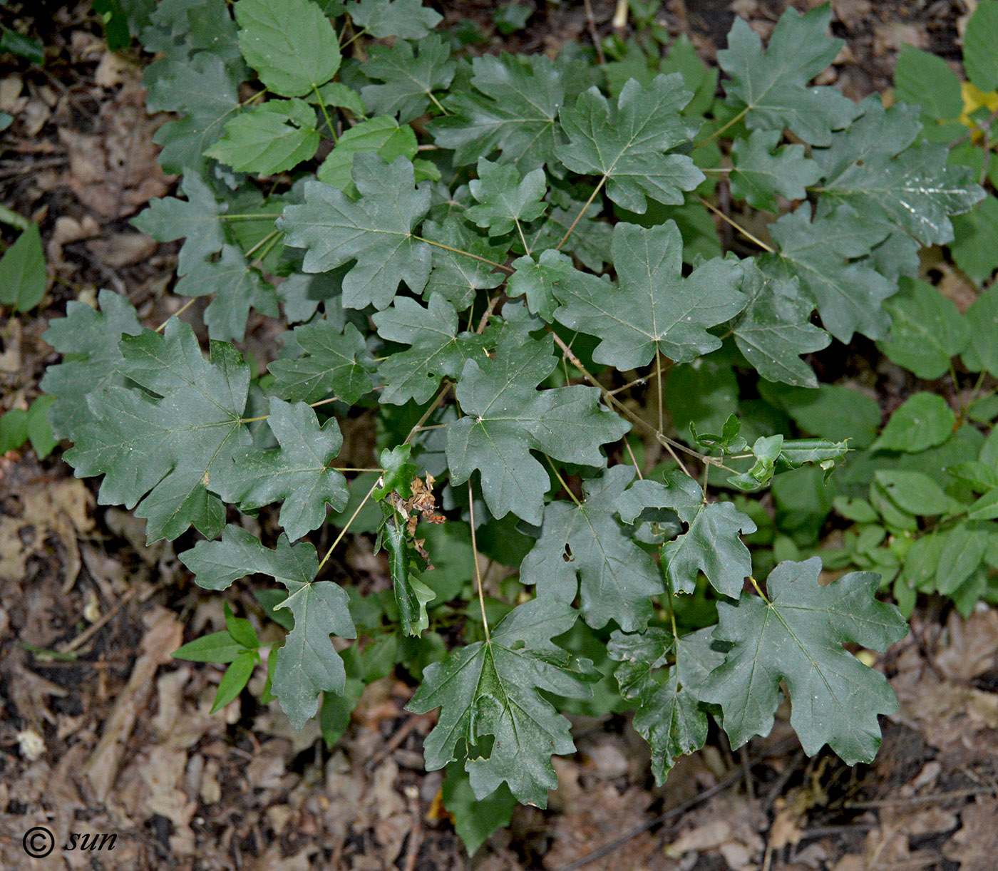 Image of Acer campestre specimen.