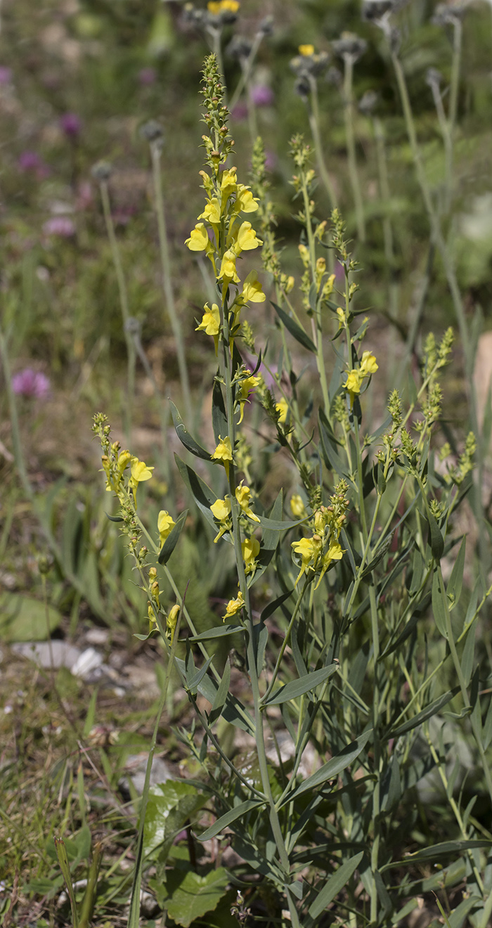 Изображение особи Linaria genistifolia.