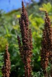 Rumex aquaticus. Соплодие. Курильские о-ва, о-в Итуруп, окр. мыса Исопараури, луговой склон. 22.08.2023.