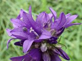 Campanula cephalotes. Цветок с жуком-слоником. Хабаровский край, окр. г. Комсомольск-на-Амуре, обочина лесной дороги. 25.07.2024.