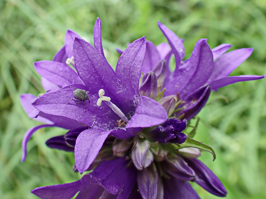 Image of Campanula cephalotes specimen.