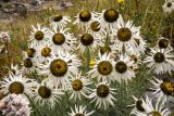 Pyrethrum pulchrum