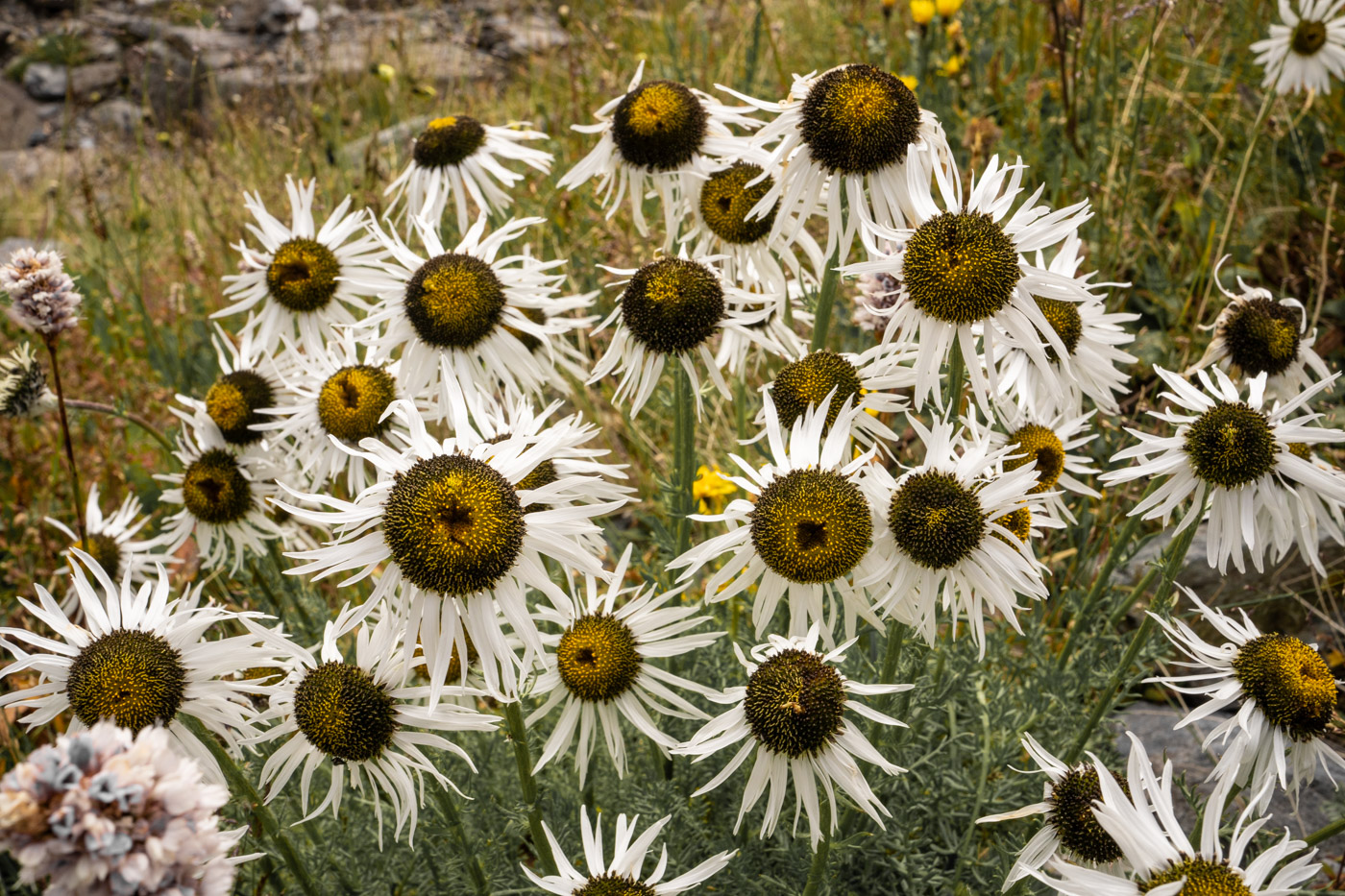 Изображение особи Pyrethrum pulchrum.