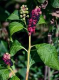 Phytolacca acinosa. Верхушка побега с соплодиями разной степени зрелости. Московская обл., г. Железнодорожный, в культуре. 26.08.2024.