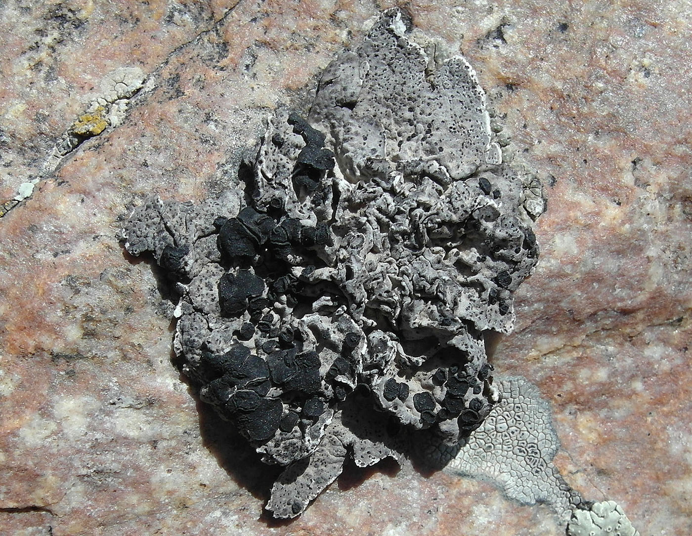 Image of Umbilicaria crustulosa specimen.