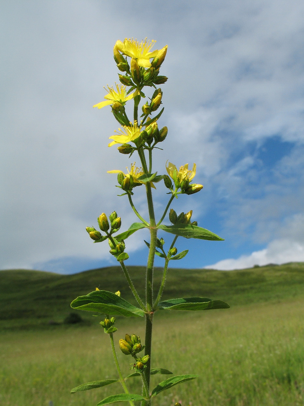 Image of Hypericum hirsutum specimen.