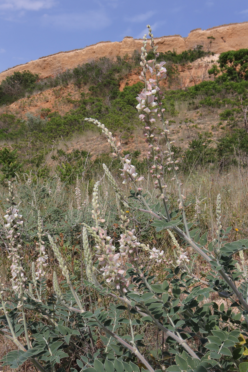 Image of Onobrychis pallasii specimen.