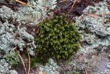 Hedwigia ciliata. Побеги гаметофитов в окружении лишайников и хвои сосны (Pinus sylvestris). Свердловская обл., окр. г. Заречный, ур. Черемшанское болото, на краю заболоченного участка леса, на камне. 26.06.2024.