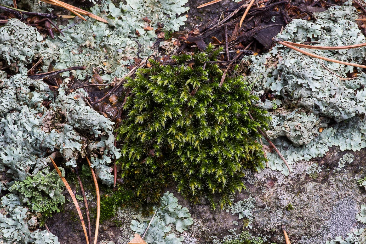 Изображение особи Hedwigia ciliata.